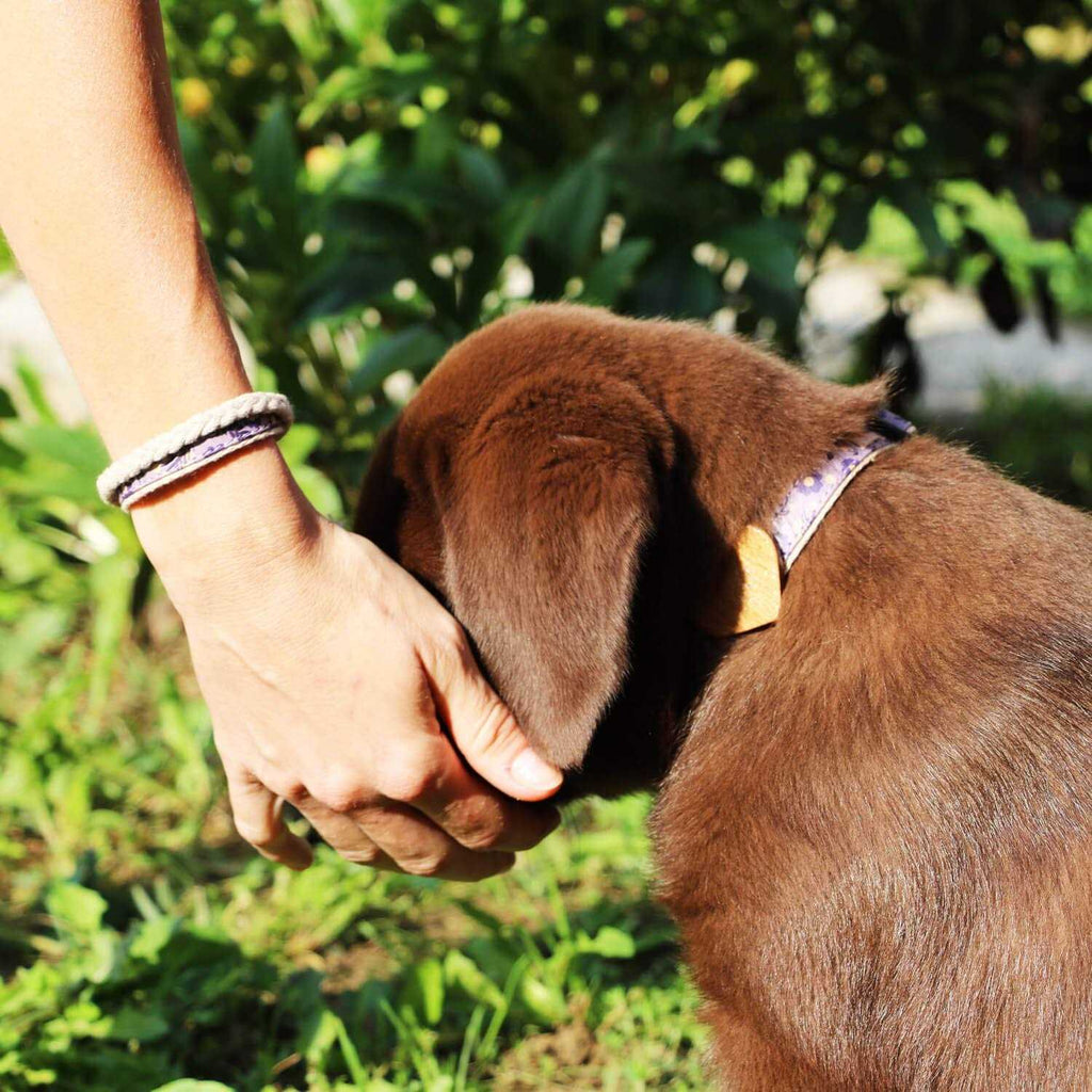 Heart Dog Collar O8013