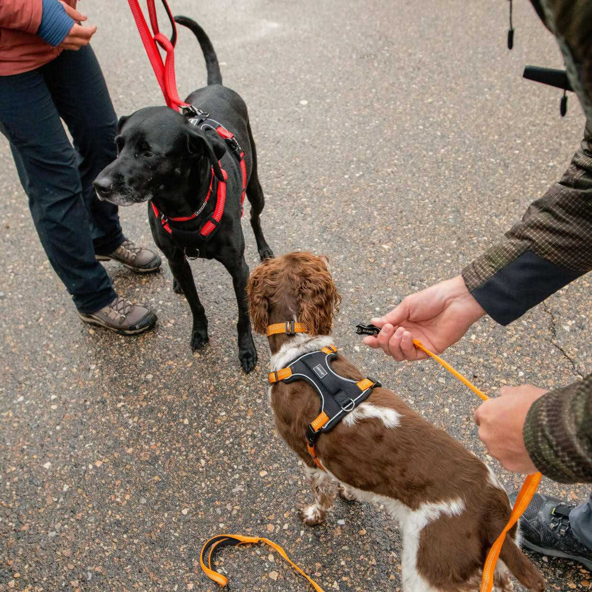 Dog Harness A941