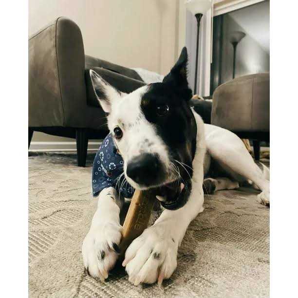 Relaxing Hard Dog Chews W818