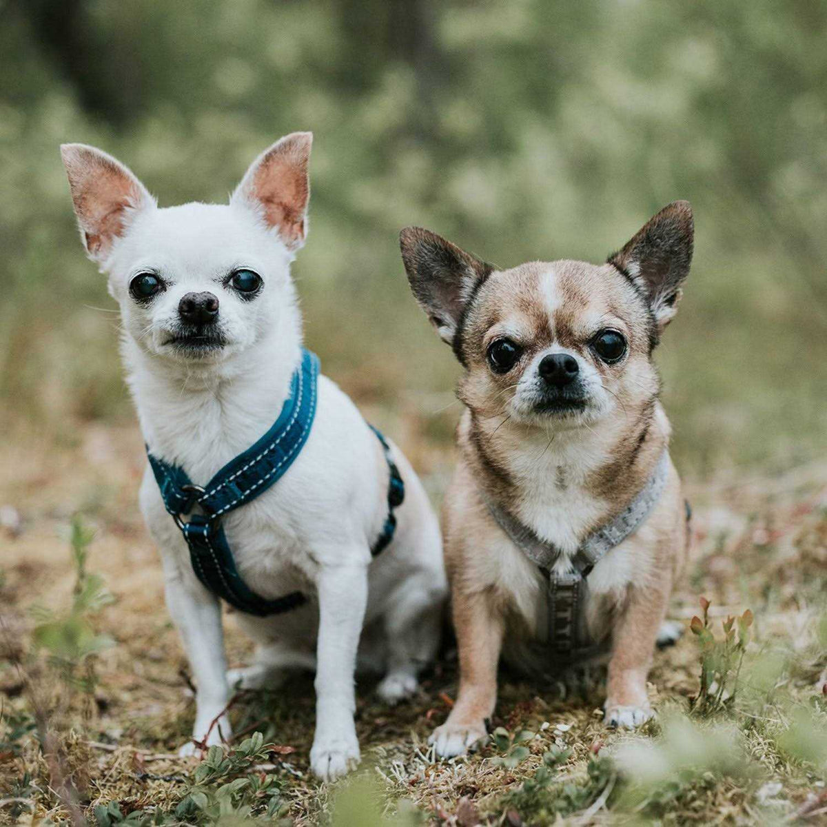 Padded Dog Y Harness E890