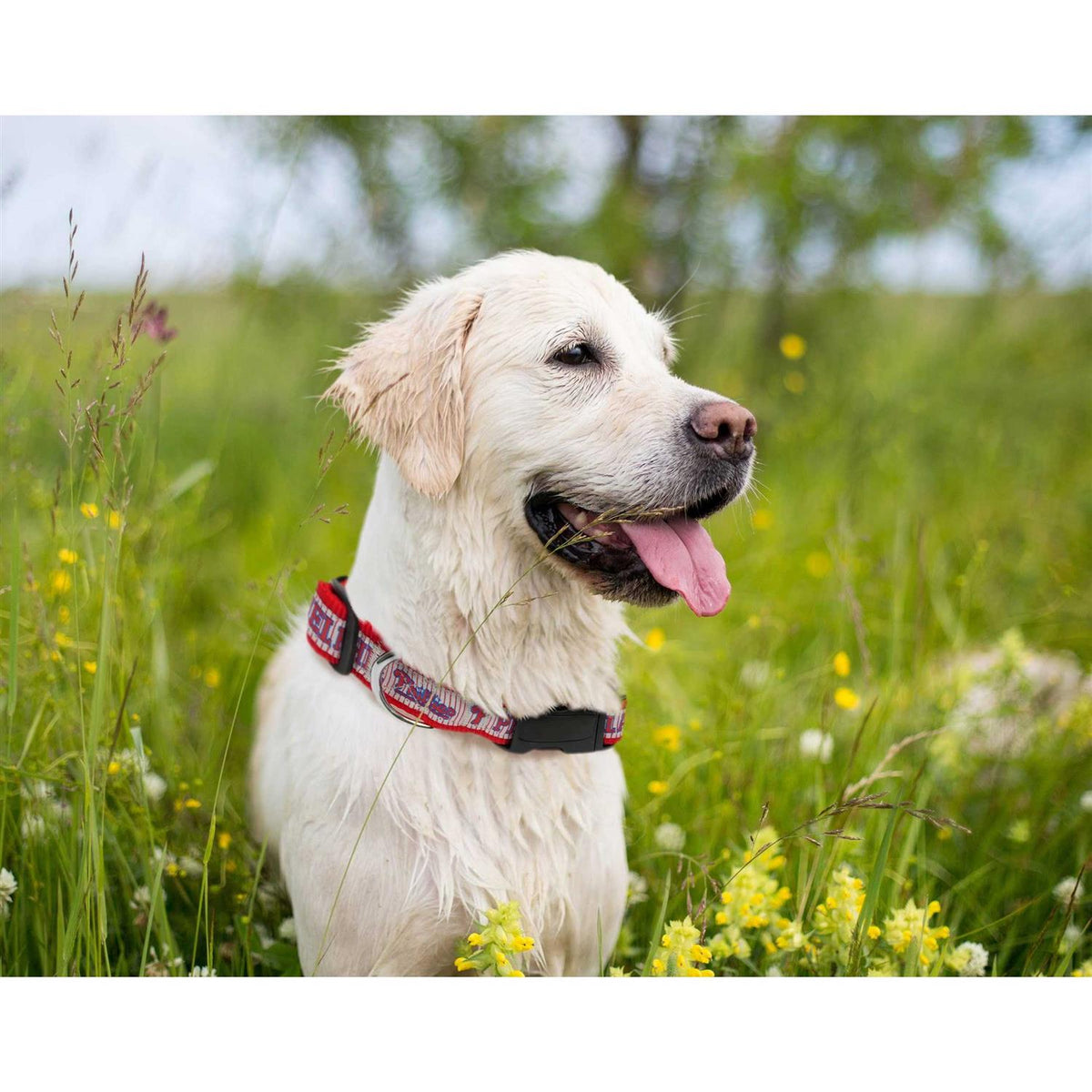 Pet Dog Collar M510