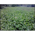Ladino Clover Seed O709723