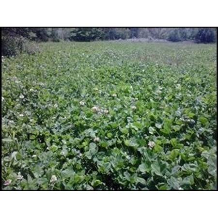 Ladino Clover Seed O709723