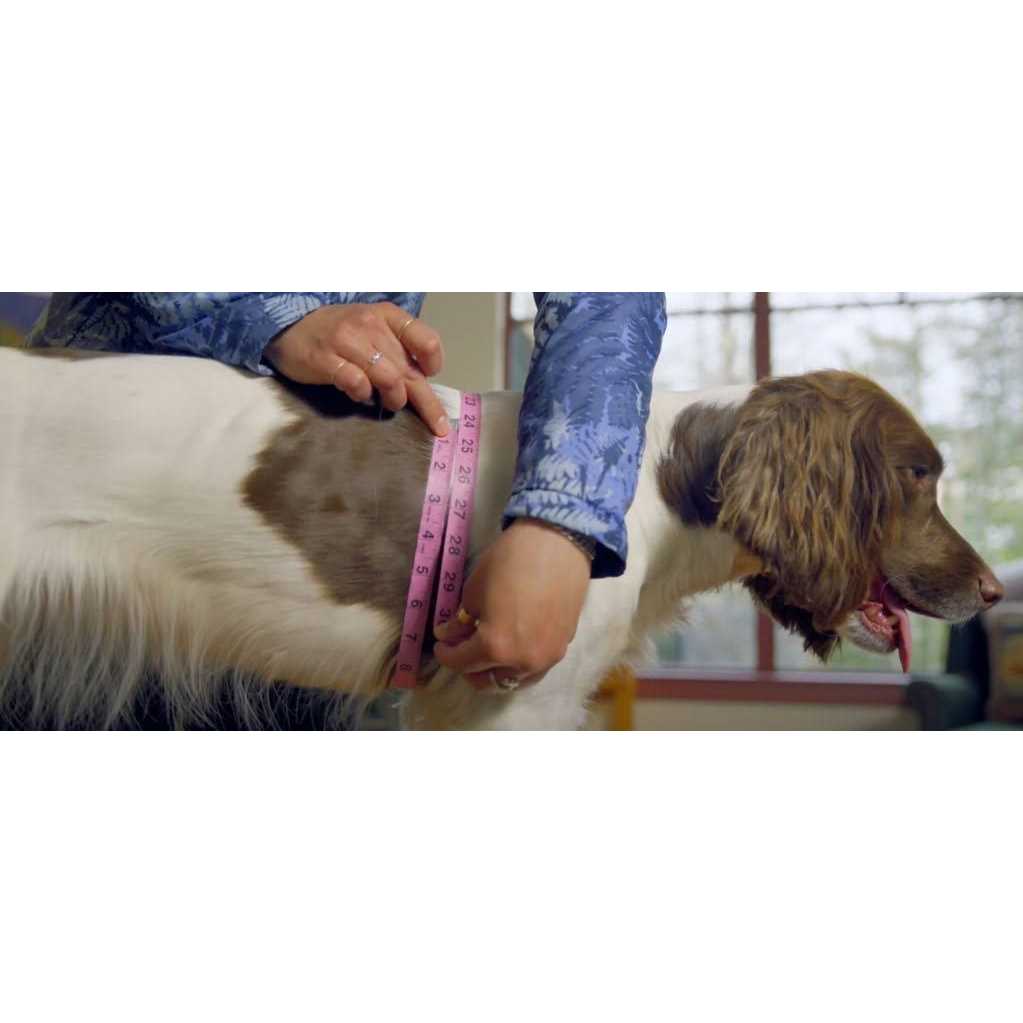 Dog Harness A941