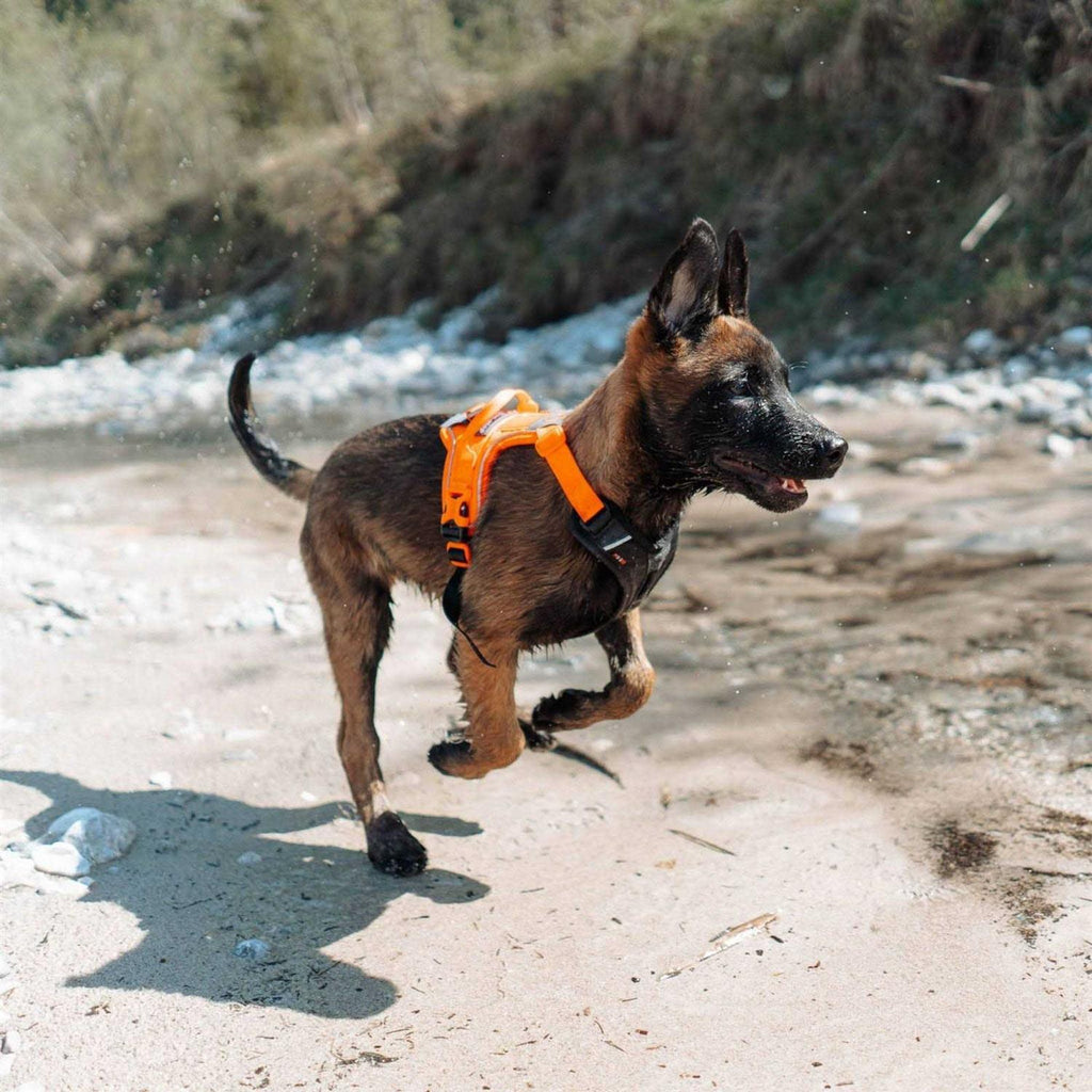 Dog Harness K581964