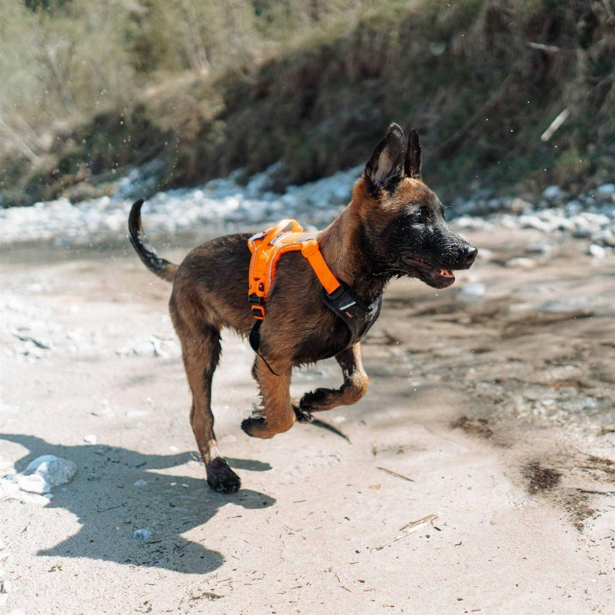 Dog Harness K581964