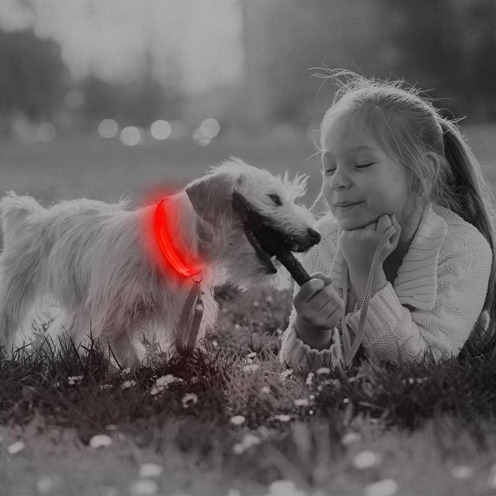 Light Rechargeable LED Dog Collar N8225