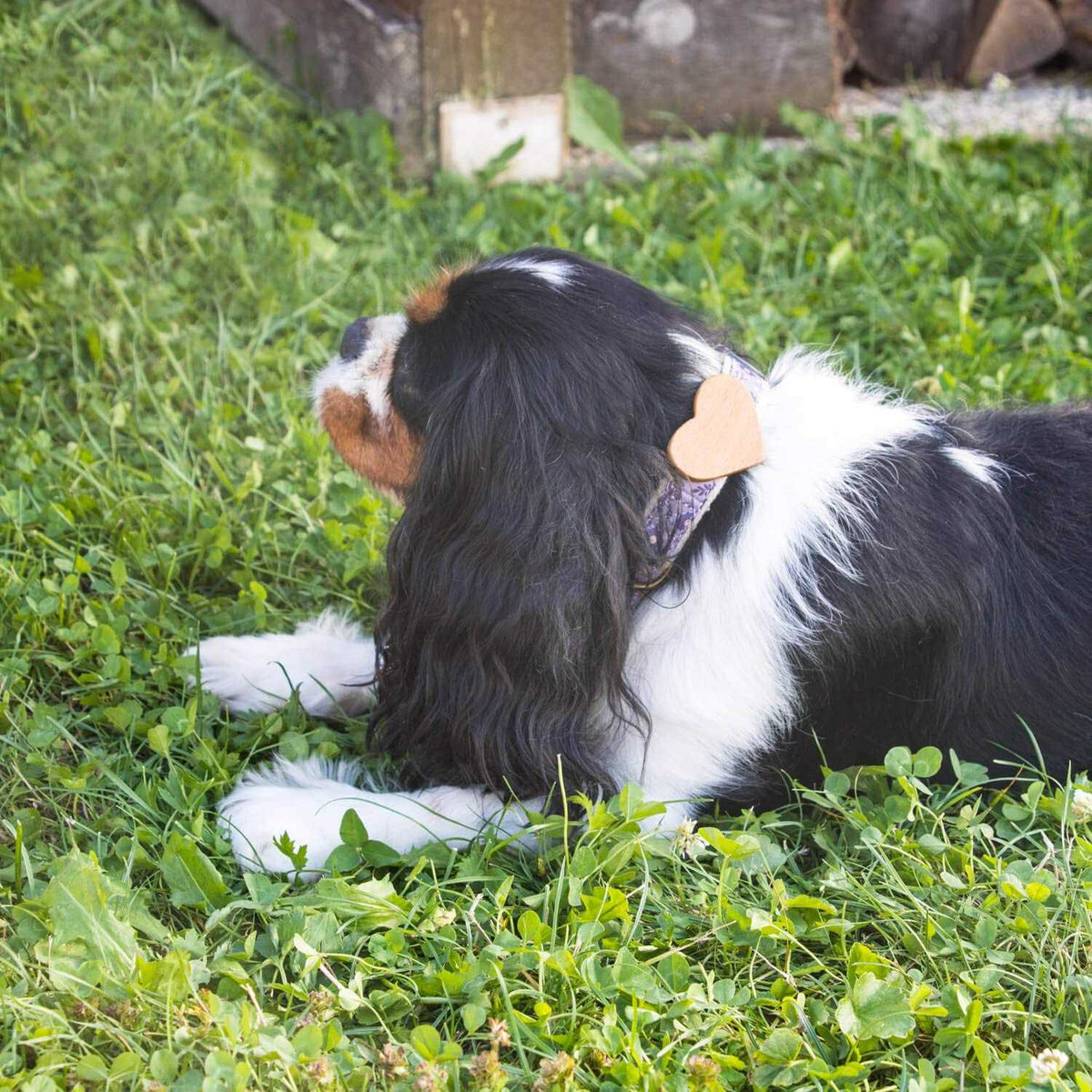 Heart Dog Collar O8013