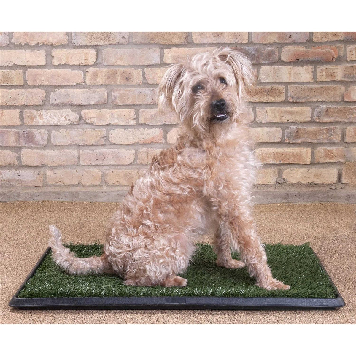 Dog Grass Pad with Tray Y2803