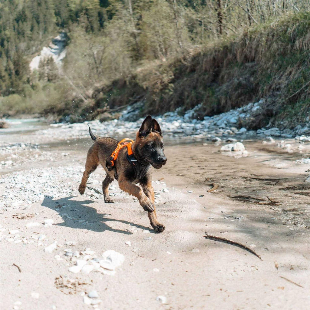 Dog Harness K581964
