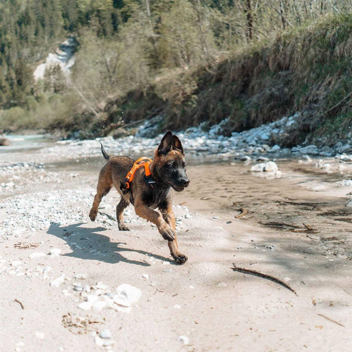 Dog Harness K581964