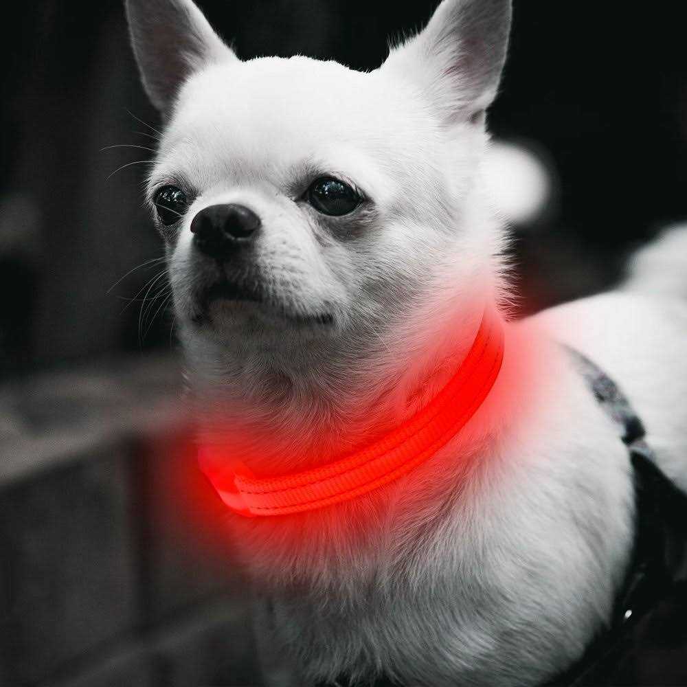 Light Rechargeable LED Dog Collar N8225