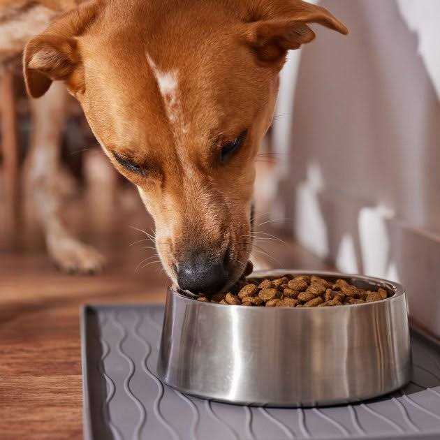 Salmon Dry Dog Food K25815