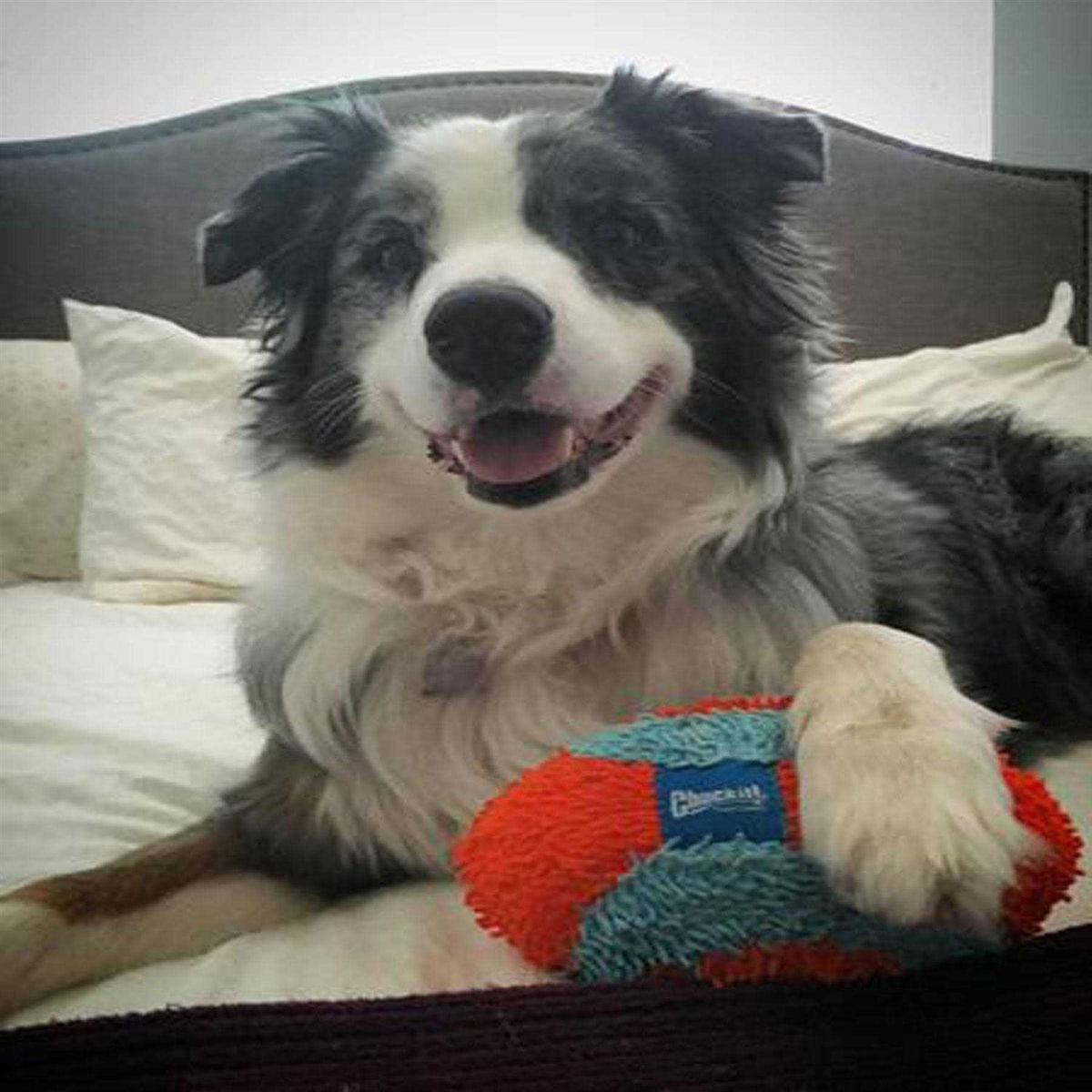 Indoor Dog Toy O601320
