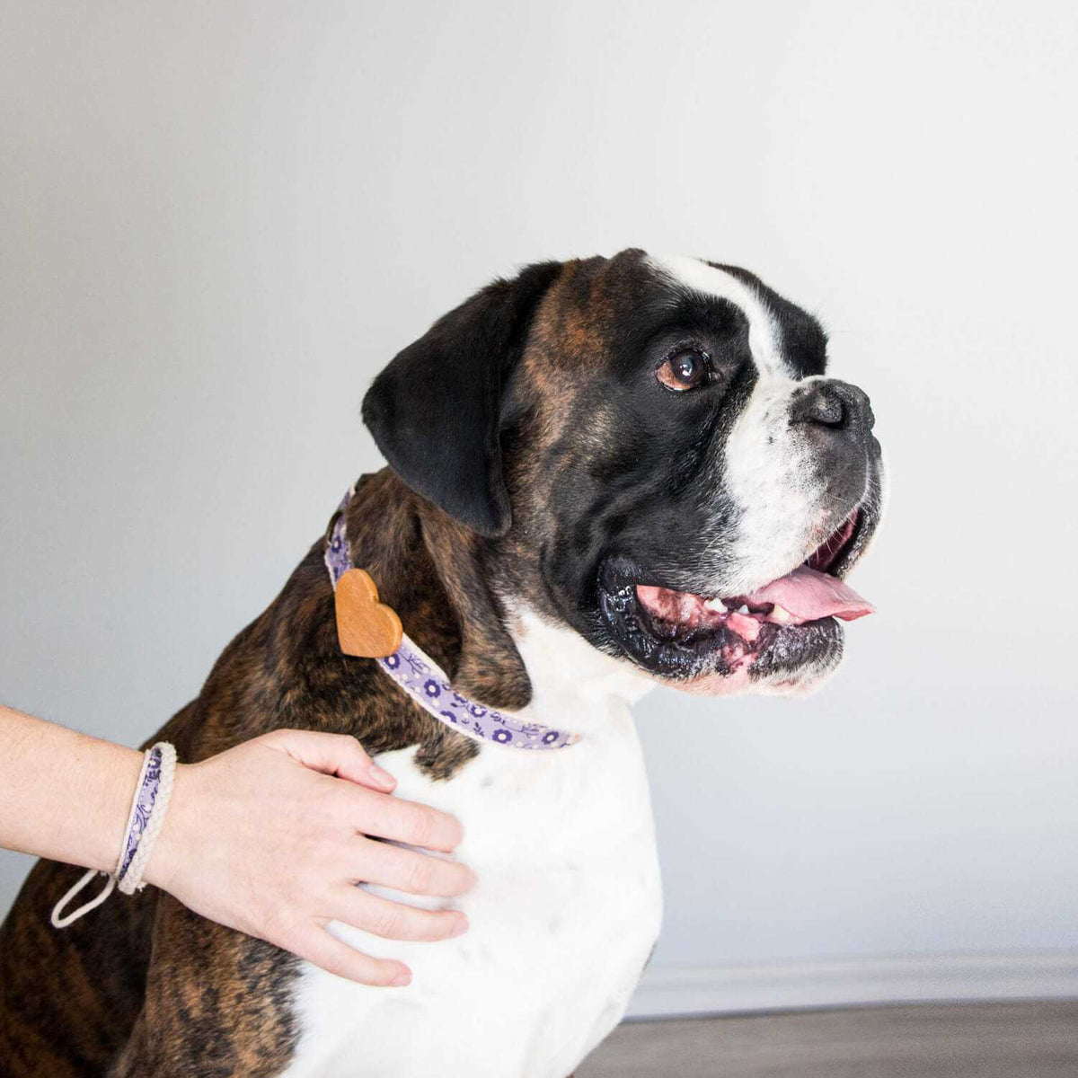 Heart Dog Collar O8013
