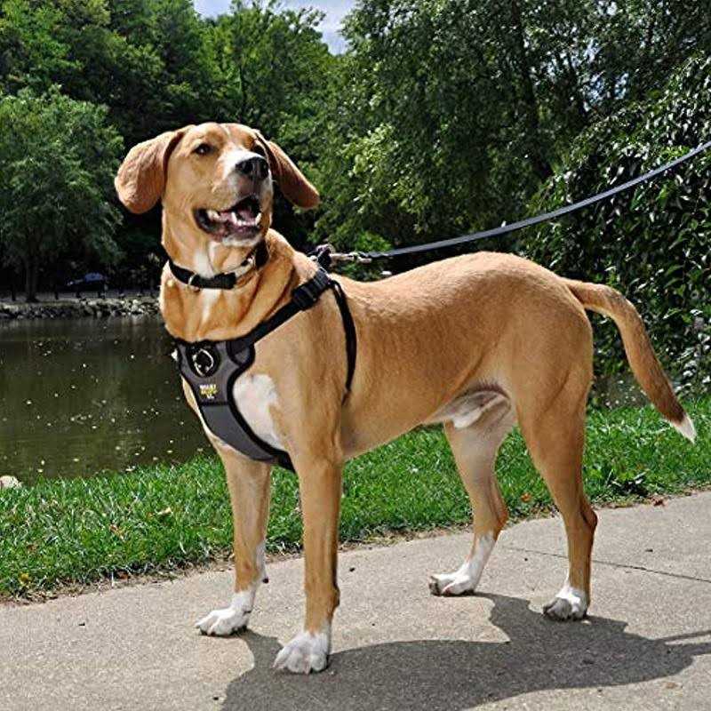 Padded Harness J224